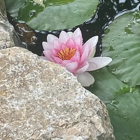 Lelle-kert 02 Apartmán *